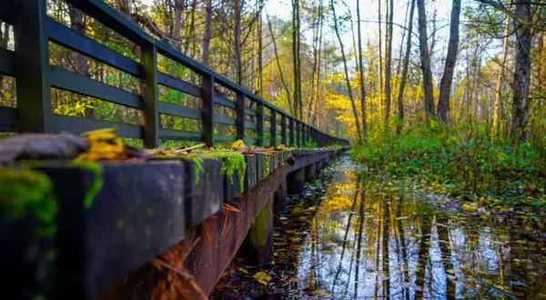 Drewniany mostek w jesiennym lesie, odbijający się w wodzie. Piękne kampinoski park narodowy zdjęcia.