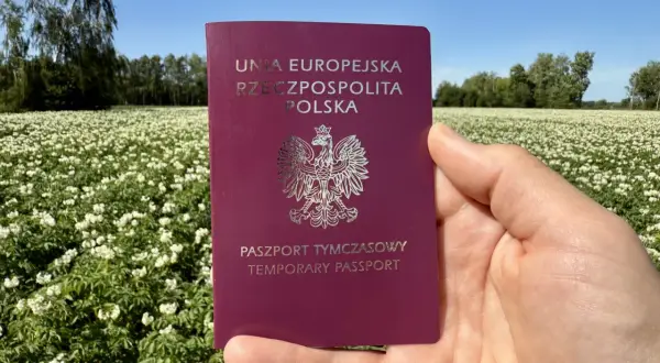 Paszport tymczasowy dla dziecka w dłoni na tle kwitnącego pola ziemniaków.
