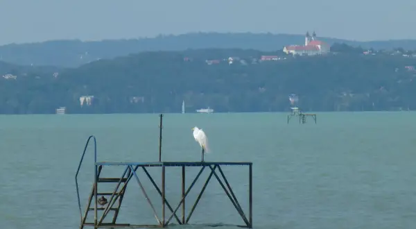 Biała czapla na pomoście na tle wzgórz i klasztoru nad jeziorem Balaton.
