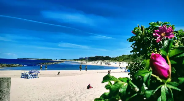 Słoneczne polskie morze, plaża z ludźmi, parawanem i dziką różą. Idealne polskie morze wakacje.
